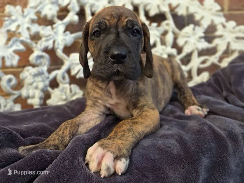 Umbrige  – Great Dane puppy for sale in Fort Worth, TX