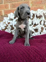 Finka, a female Great Dane for sale in Fort Worth, TX – Photo 2 of 7