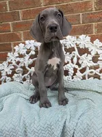 Finka - Euro TPC, a female Great Dane for sale in Fort Worth, TX – Photo 6 of 8