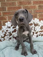 Finka - Euro TPC, a female Great Dane for sale in Fort Worth, TX – Photo 3 of 8