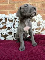 Finka, a female Great Dane for sale in Fort Worth, TX – Photo 1 of 7