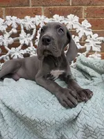 Finka - Euro TPC, a female Great Dane for sale in Fort Worth, TX – Photo 5 of 8