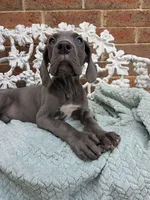 Finka - Euro TPC, a female Great Dane for sale in Fort Worth, TX – Photo 4 of 8