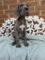 Finka - Euro TPC, a female Great Dane for sale in Fort Worth, TX – Photo 2 of 8