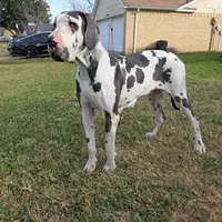 Finka - Euro TPC, a female Great Dane for sale in Fort Worth, TX – Photo 7 of 8