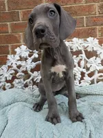 Finka - Euro TPC, a female Great Dane for sale in Fort Worth, TX – Photo 1 of 8