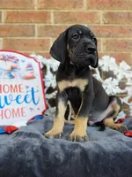 Padfoot, a male Great Dane for sale in Fort Worth, TX – 1 of 8