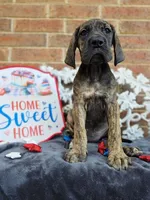 Nagini, a female Great Dane for sale in Fort Worth, TX – 3 of 10