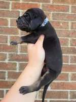 Padfoot, a male Great Dane for sale in Fort Worth, TX – 4 of 6