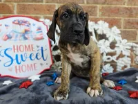 Umbrige , a female Great Dane for sale in Fort Worth, TX – 3 of 9