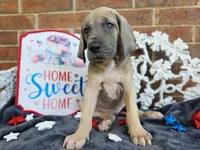Tonks, a female Great Dane for sale in Fort Worth, TX – 2 of 10