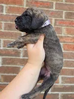 Nagini, a female Great Dane for sale in Fort Worth, TX – 4 of 6