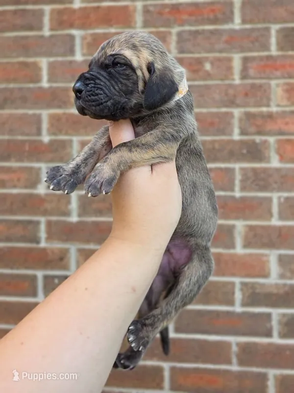 Peeves – Great Dane puppy for sale in Fort Worth, TX