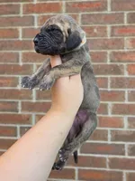 Peeves, a male Great Dane for sale in Fort Worth, TX – 1 of 6