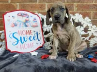 Minerva, a female Great Dane for sale in Fort Worth, TX – 6 of 8