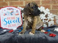 Umbrige , a female Great Dane for sale in Fort Worth, TX – 4 of 9