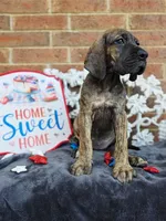 Nagini, a female Great Dane for sale in Fort Worth, TX – 5 of 10