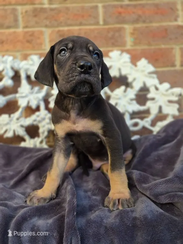 Padfoot – Great Dane puppy for sale in Fort Worth, TX