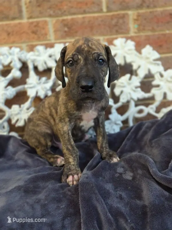 Nimbus – Great Dane puppy for sale in Fort Worth, TX