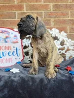 Peeves, a male Great Dane for sale in Fort Worth, TX – 4 of 9