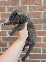 Nimbus, a male Great Dane for sale in Fort Worth, TX – 5 of 6