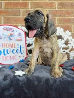 Peeves, a male Great Dane for sale in Fort Worth, TX – 6 of 9