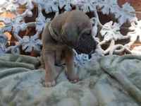 Tonks, a female Great Dane for sale in Fort Worth, TX – 5 of 7