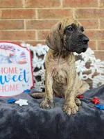 Peeves, a male Great Dane for sale in Fort Worth, TX – 5 of 9
