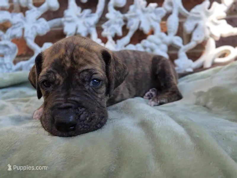 Nimbus – Great Dane puppy for sale in Fort Worth, TX