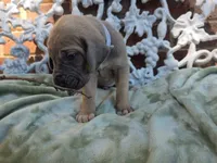 Tonks, a female Great Dane for sale in Fort Worth, TX – 2 of 7