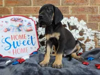 Padfoot, a male Great Dane for sale in Fort Worth, TX – 6 of 8