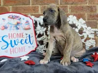 Minerva, a female Great Dane for sale in Fort Worth, TX – 7 of 8