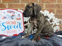 Nimbus, a male Great Dane for sale in Fort Worth, TX – 3 of 9