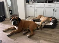 Zira, a female Great Dane for sale in Fort Worth, TX – Photo 5 of 7