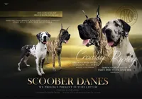 Zira, a female Great Dane for sale in Fort Worth, TX – Photo 7 of 7