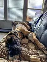 Zira, a female Great Dane for sale in Fort Worth, TX – Photo 1 of 7