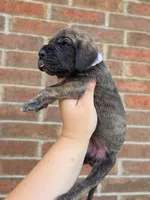 Nagini, a female Great Dane for sale in Fort Worth, TX – 5 of 6