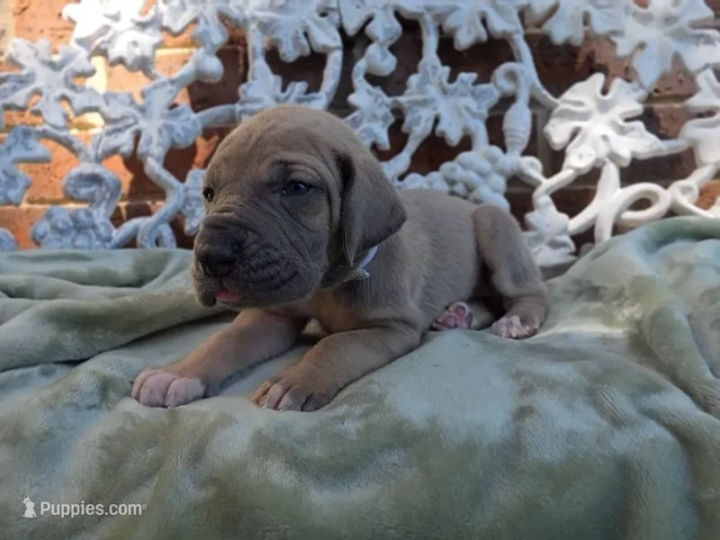 Tonks – Great Dane puppy for sale in Fort Worth, TX