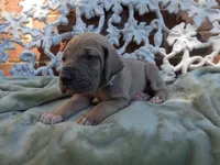 Tonks, a female Great Dane for sale in Fort Worth, TX – 1 of 7