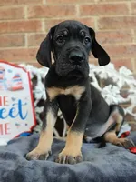 Padfoot, a male Great Dane for sale in Fort Worth, TX – 5 of 8