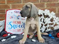 Tonks, a female Great Dane for sale in Fort Worth, TX – 5 of 10