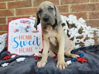 Tonks, a female Great Dane for sale in Fort Worth, TX – 8 of 10