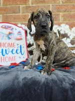 Nimbus, a male Great Dane for sale in Fort Worth, TX – 7 of 9