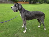 Olivia - Import, a female Great Dane for sale in Fort Worth, TX – 4 of 6