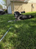 Olivia - Import, a female Great Dane for sale in Fort Worth, TX – 5 of 6