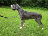 Olivia - Import, a female Great Dane for sale in Fort Worth, TX – 2 of 6