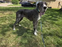 Olivia - Import, a female Great Dane for sale in Fort Worth, TX – 6 of 6