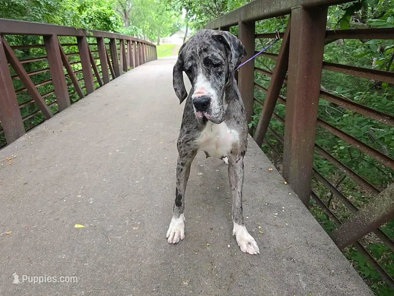 Olivia - Import – Great Dane puppy for sale in Fort Worth, TX