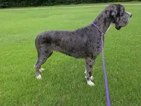 Olivia - Import, a female Great Dane for sale in Fort Worth, TX – 3 of 6