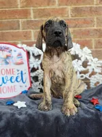 Peeves, a male Great Dane for sale in Fort Worth, TX – 8 of 9